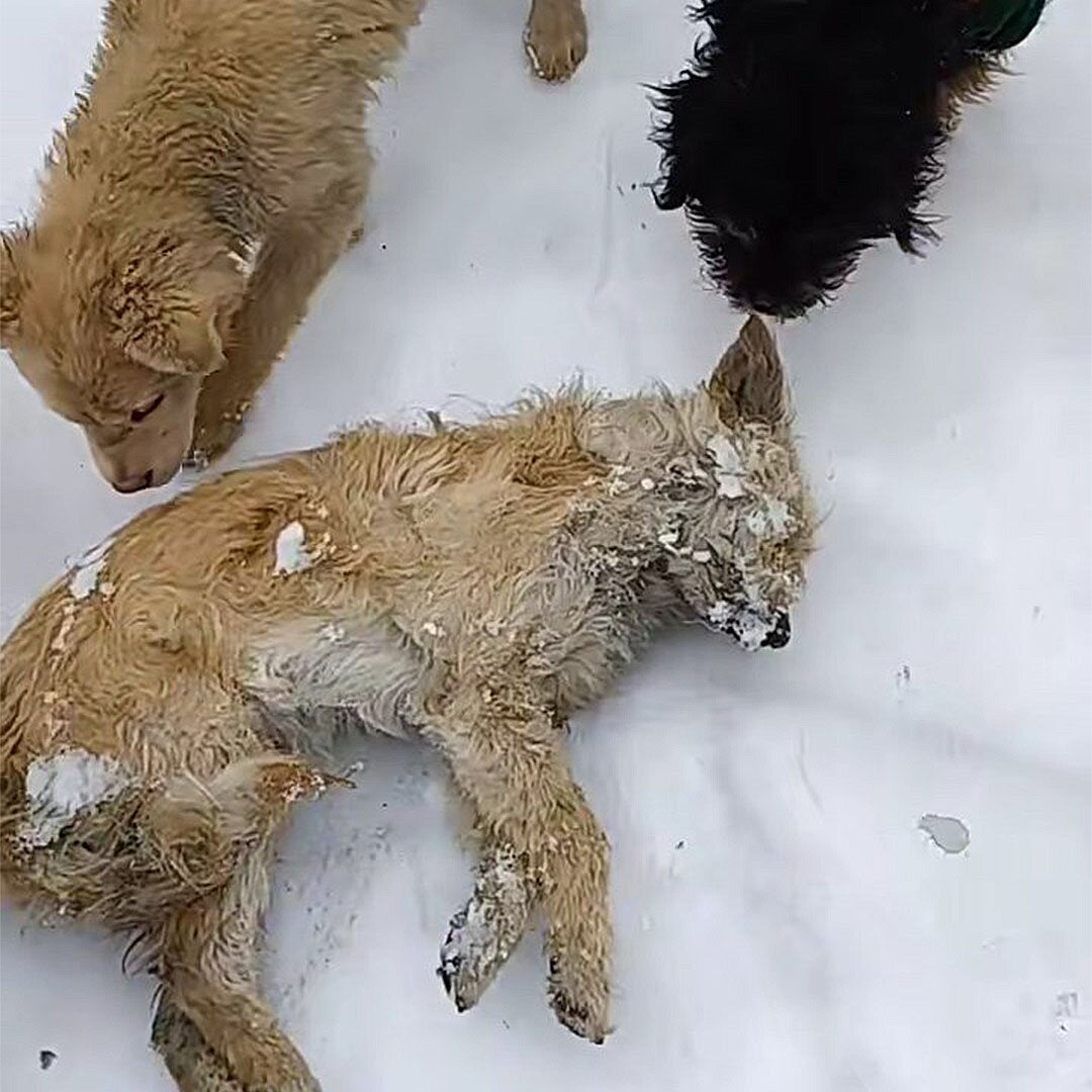 Save Their Lives.