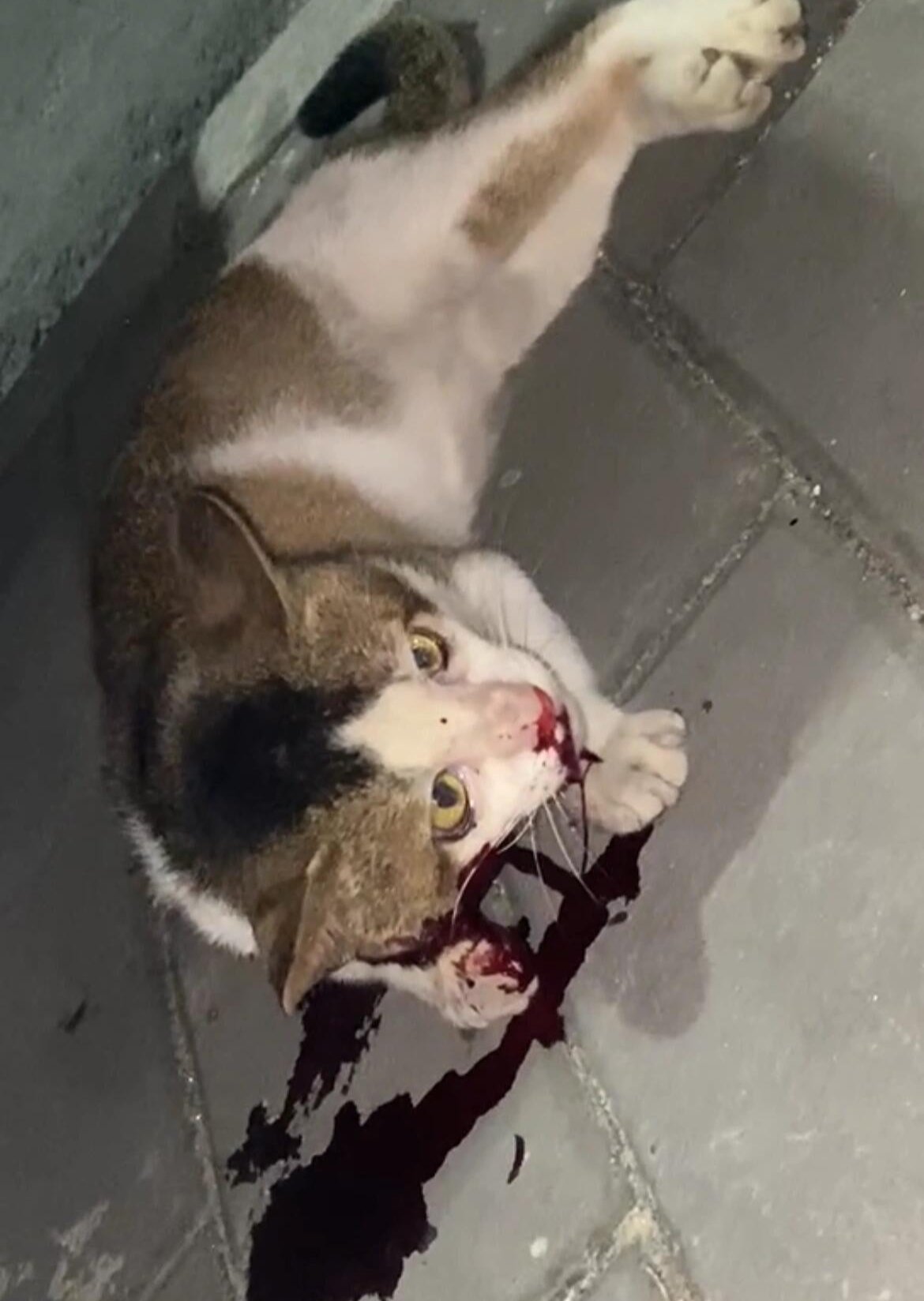 Pay attention to the rights of companion animals and oppose animal abuse!