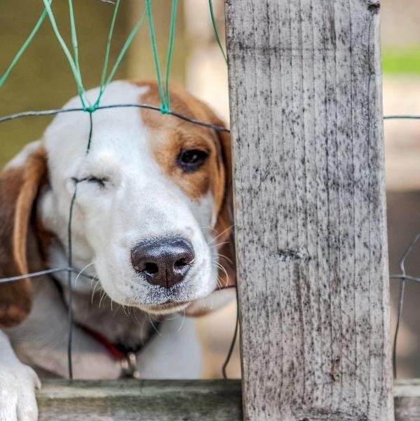 Pay attention to the rights of companion animals and oppose animal abuse!