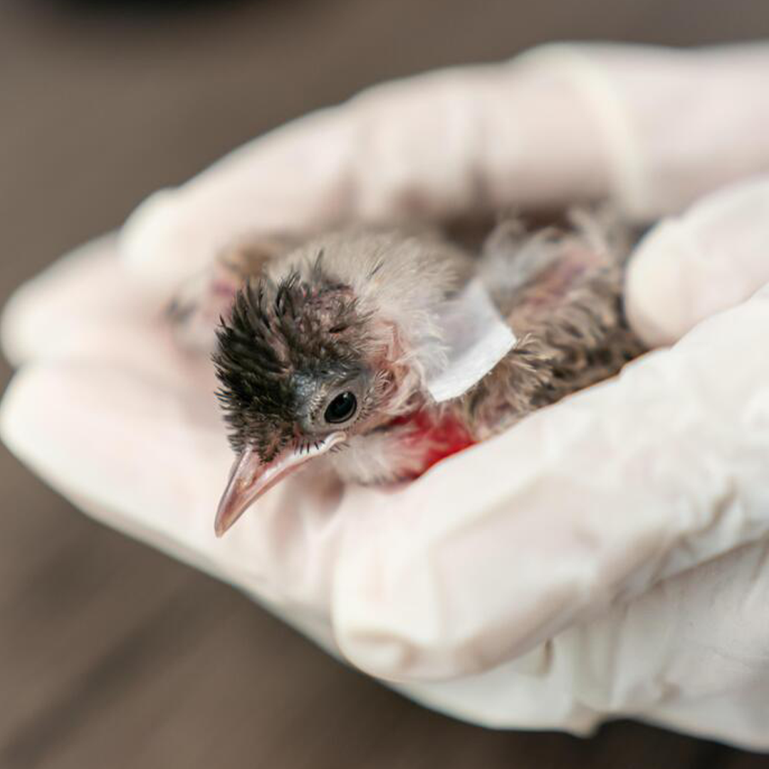 🕊️ Rescue the Wings That Still Want to Fly