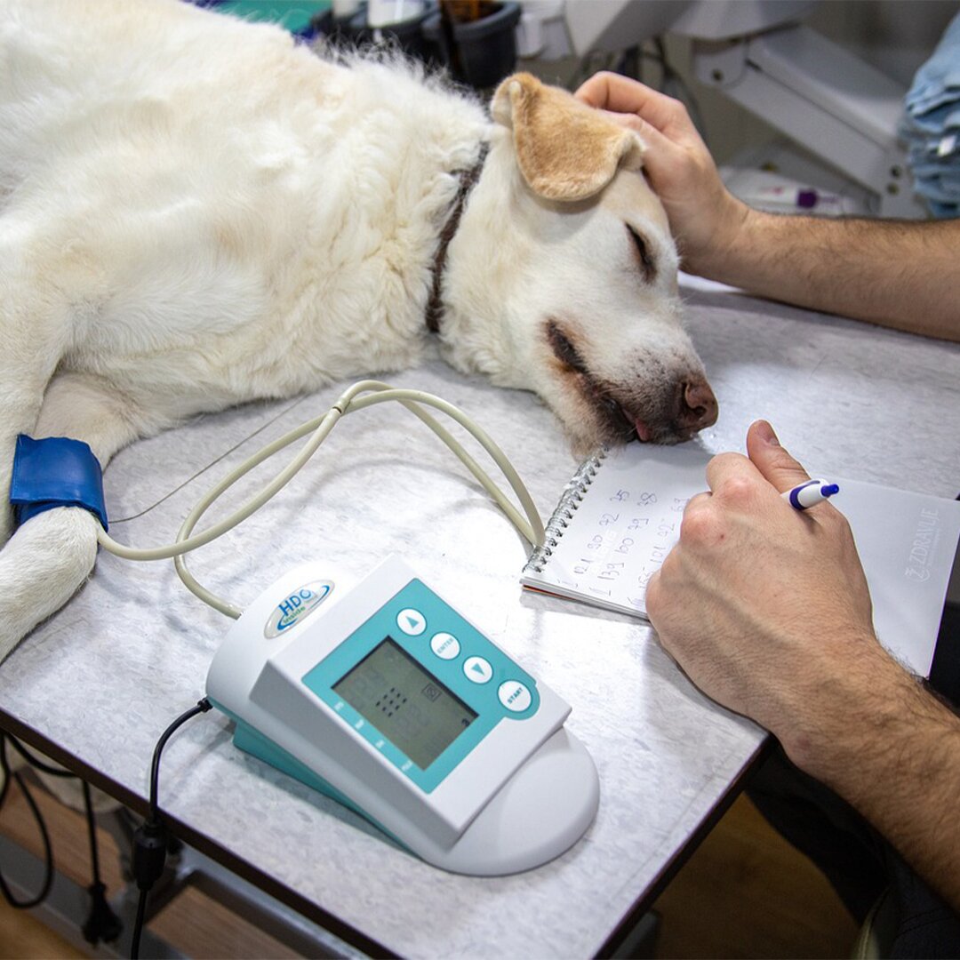 Protect stray dogs from the cold