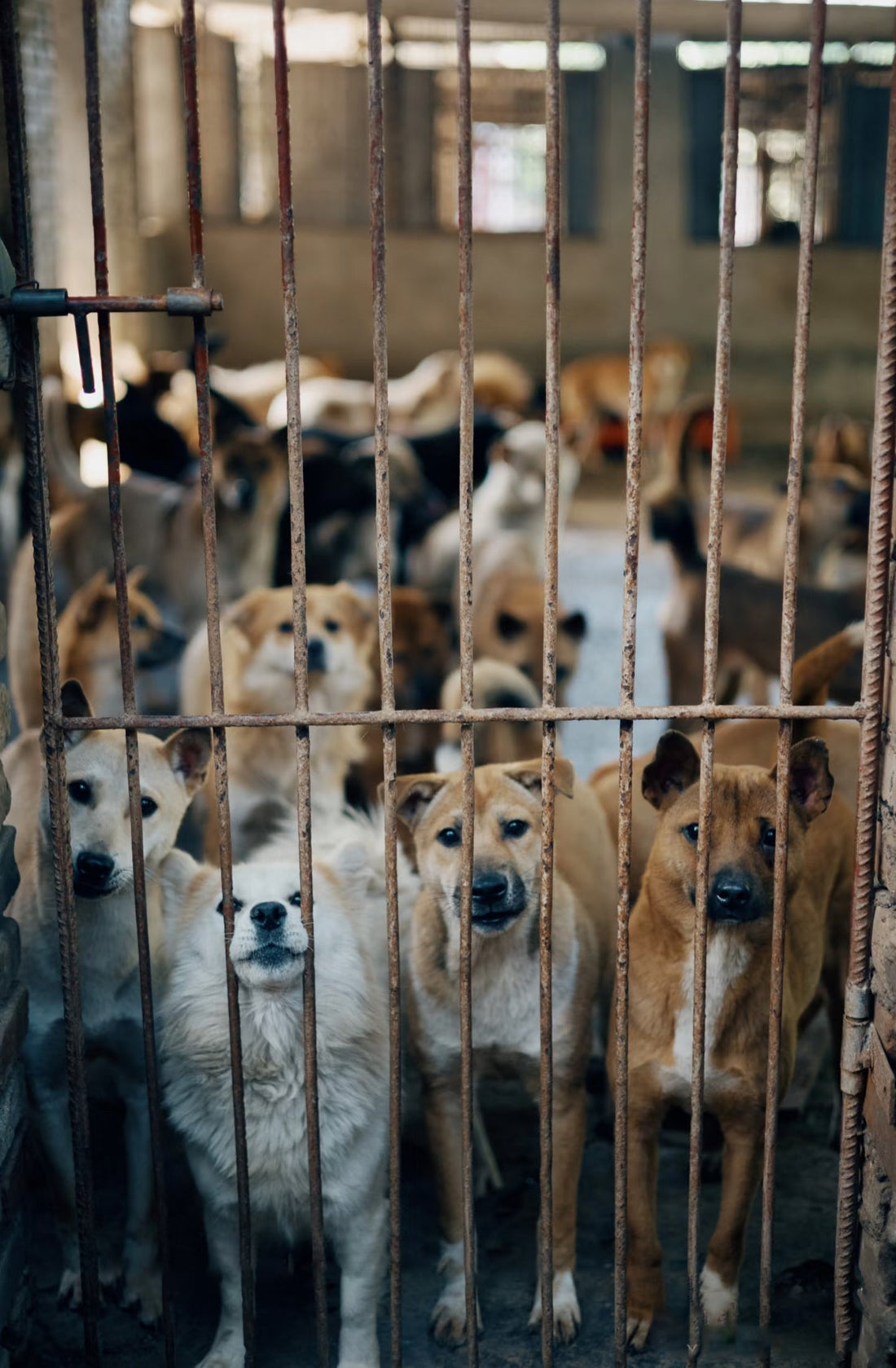 Uncovering the Truth: The Dark Side of the Cat & Dog Meat Trade in Southeast Asia