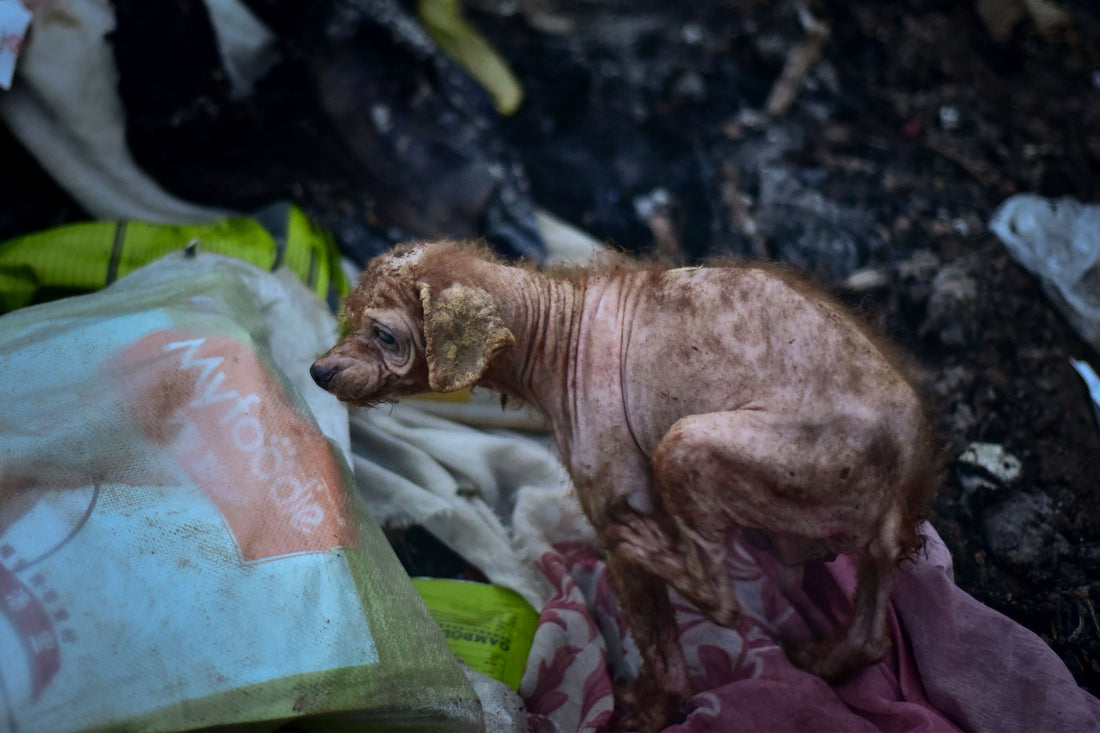 How Many Stray Animals Will Survive This Winter?