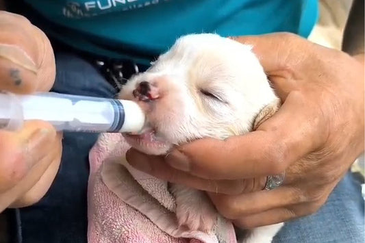 Don’t Let Them Die Hungry