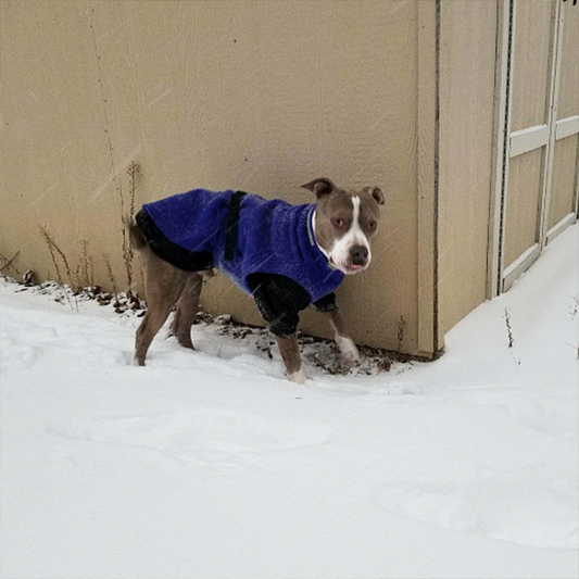 Protect stray dogs from the cold