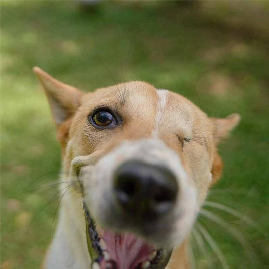 Break the Cycle. Save Lives.