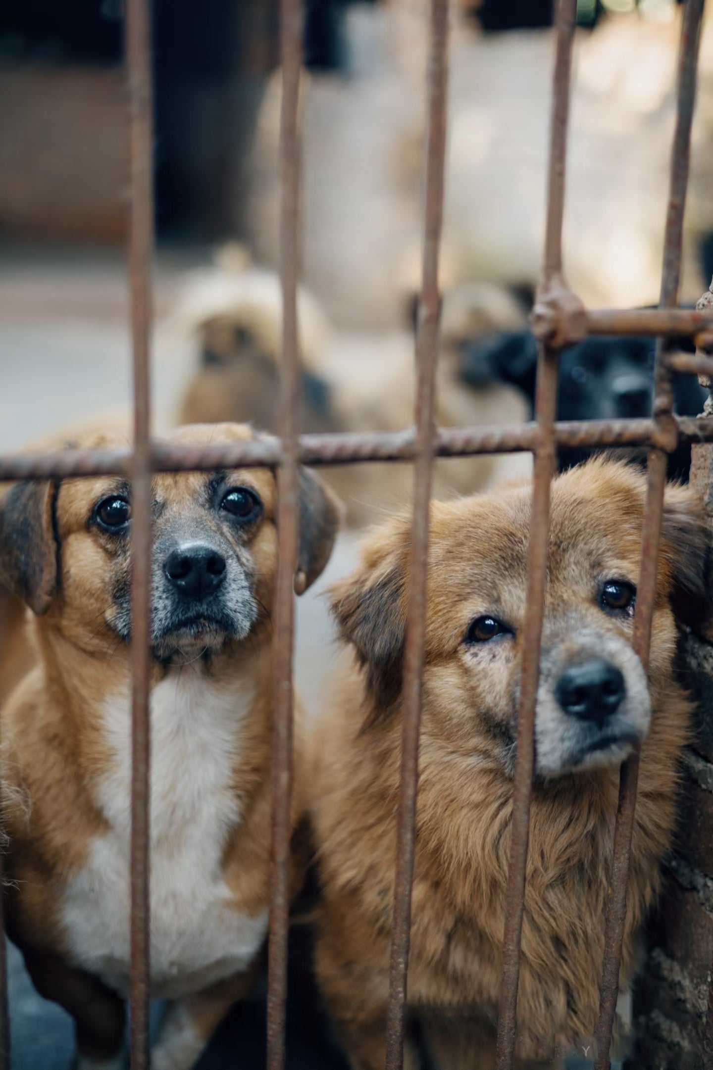 Ending the Dog and Cat Meat Trade in Southeast Asia