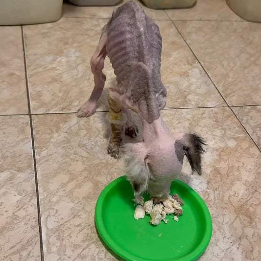 Break the Cycle. Save Lives.