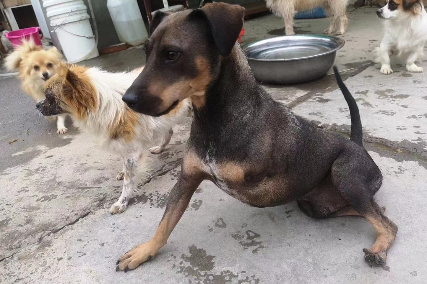 Save Stray Lives. Change Their Tomorrow.