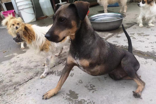 Save Stray Lives. Change Their Tomorrow.