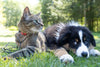 Feed, Shelter, and Directly Aid Stray Cats & Dogs