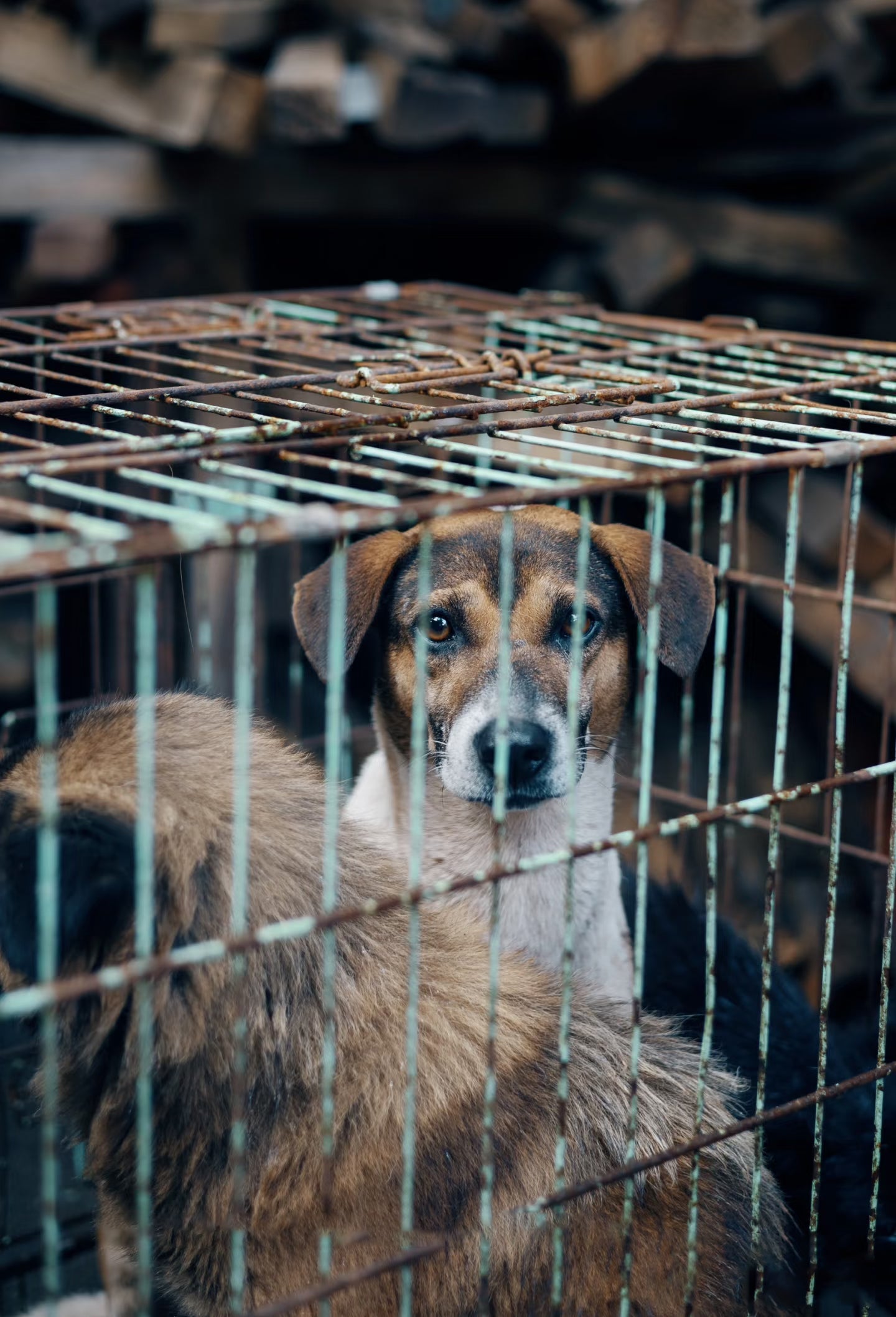Ending the Dog and Cat Meat Trade in Southeast Asia