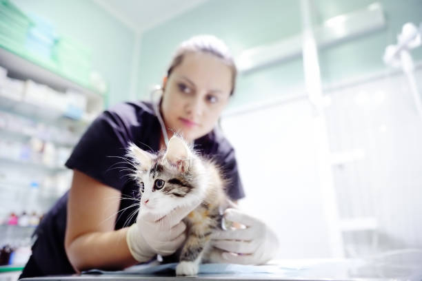 Pay attention to the rights of companion animals and oppose animal abuse！