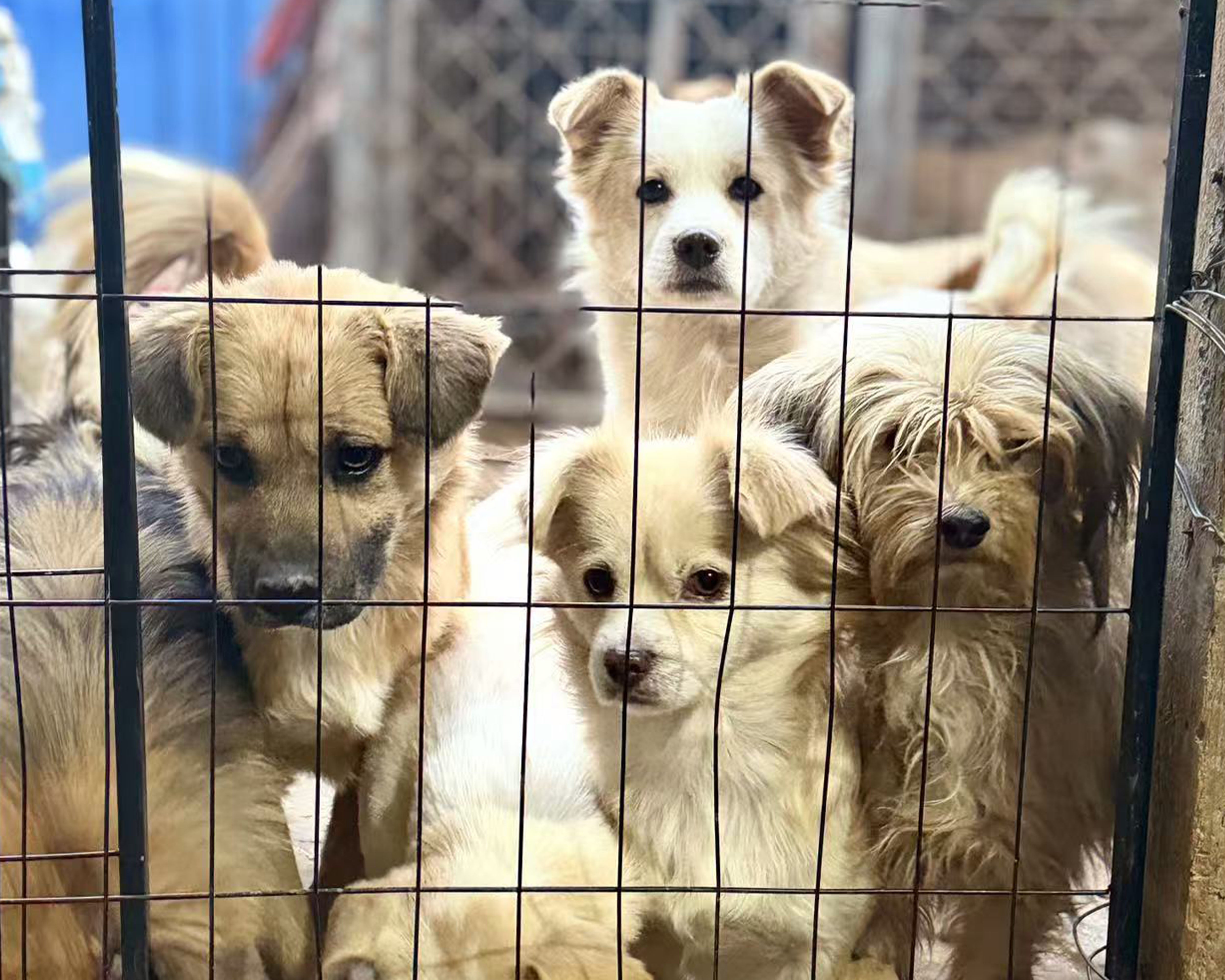 Faites un don rapide pour nourrir et héberger les chats et les chiens errants
