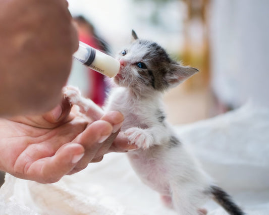 Rescue the Forgotten Kittens